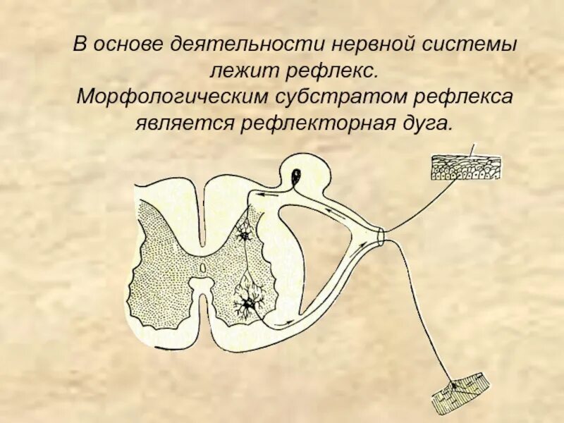 Схема рефлекторной дуги коленного рефлекса. Рефлекторная дуга коленного рефлекса рисунок. Морфологический субстрат рефлекторной дуги. Рефлекторная дуга безусловного рефлекса рисунок. Дуга сгибательного рефлекса