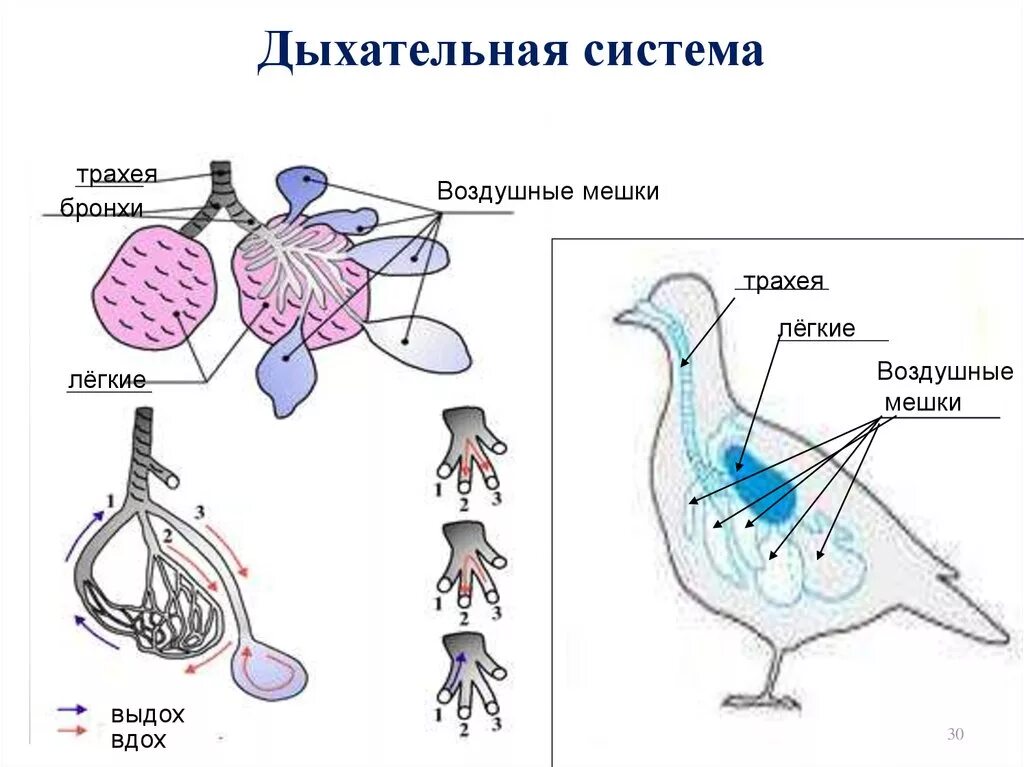 Дыхание птиц воздушные мешки. Дыхательная система птиц птиц. Дыхательная система курицы. Строение дыхательной системы птиц. Схема дыхательной системы птицы.