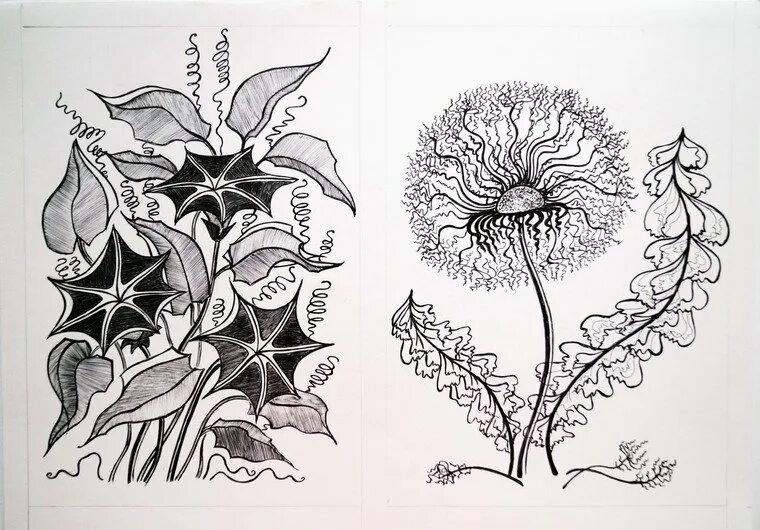 Эрнст генрих геккель красота форм в природе. Эрнст геккель иллюстрации растений. Эрнст геккель красота форм. Эрнст геккель фораминиферы. Эрнст геккель картины.