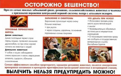 Бешенство 2024
