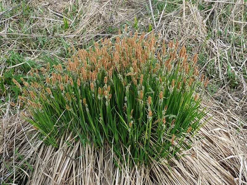 Растения в низине. Осока дернистая. Осока дернистая Carex cespitosa. Осока верещатниковая. Осока в тундре.