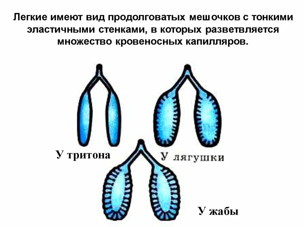 Функции легких у земноводных. Легкие тритона имеют вид мешочков. легкие тритона имеют вид. легкие земноводных. легкие амфибий.