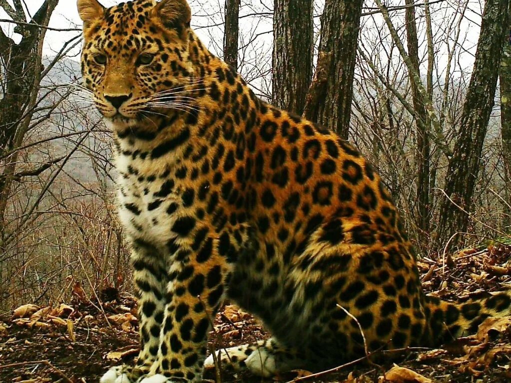 Где обитают леопарды. Дальневосточный леопард. дальневосточный амурский леопард. дальневосточный леопард (амурский барс). дальневосточные, или амурские леопарды.
