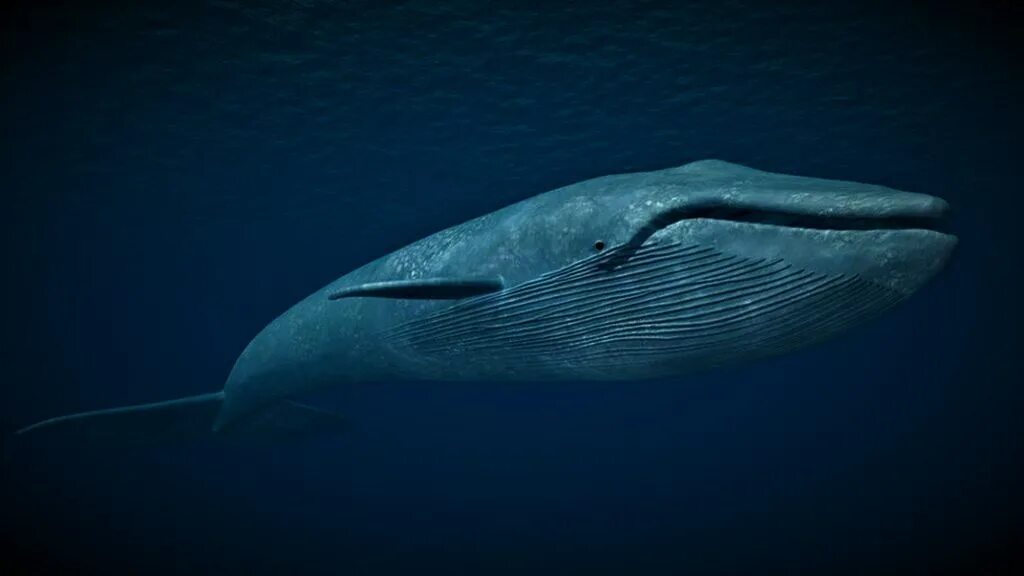 Самое большое животное на всей планете. Синий кит блювал. Голубой кит balaenoptera musculus. Самое большое животное на всей планете. Самое большое животное на всей планете.