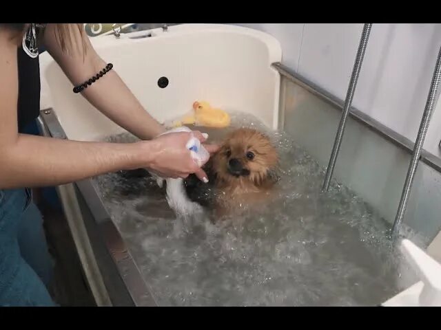 Ванна для животных. Озоновая ванна для животных. Ванна для груминга wikigroom увг-h121 с электроподъемником. Ванна spa chunzhou h118 с функцией озона. Ванна для собак пластиковая.