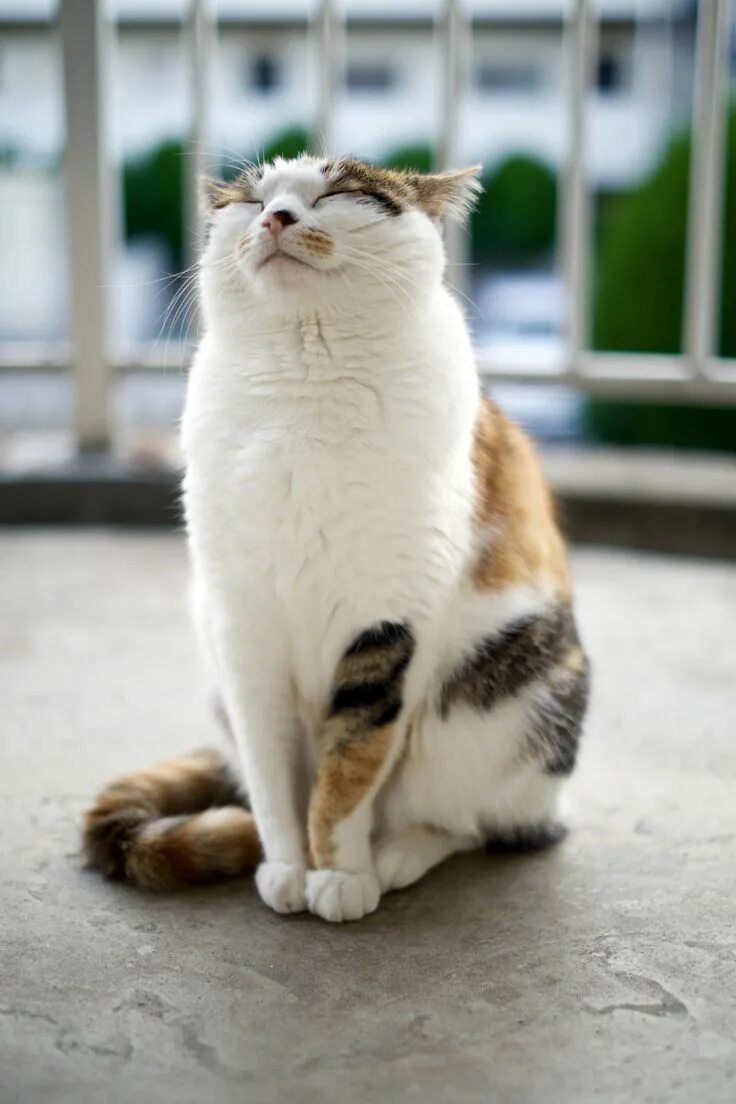 Коварный кот. Коварный кот