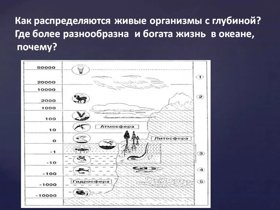 Схему распределения жизни в океане. Распространение жизни в мировом океане. Распределение жизни в океане.