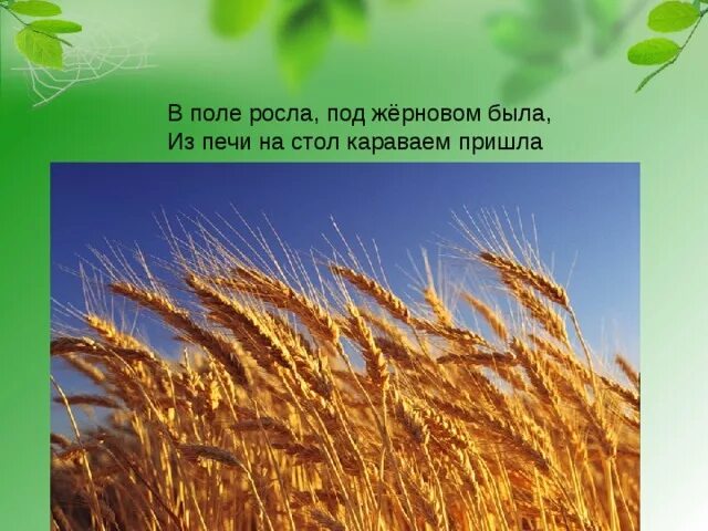 Хлеб растет в поле. Что может расти на поле. Загадка про поле для детей. В поле росла. Культурные растения поля.