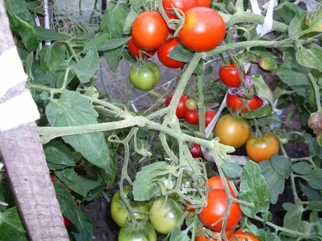 Сладкие крупноплодные томаты: лучшие сорта Tomato, Vegetables