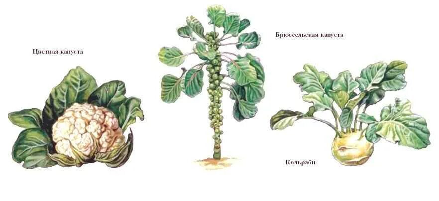 Капуста видоизмененный корень. Брюссельская капуста и кольраби. Кольраби брюссельская. Капуста белокочанная,кольраби, брюссельская,цветная. Брюссельская капуста корень.