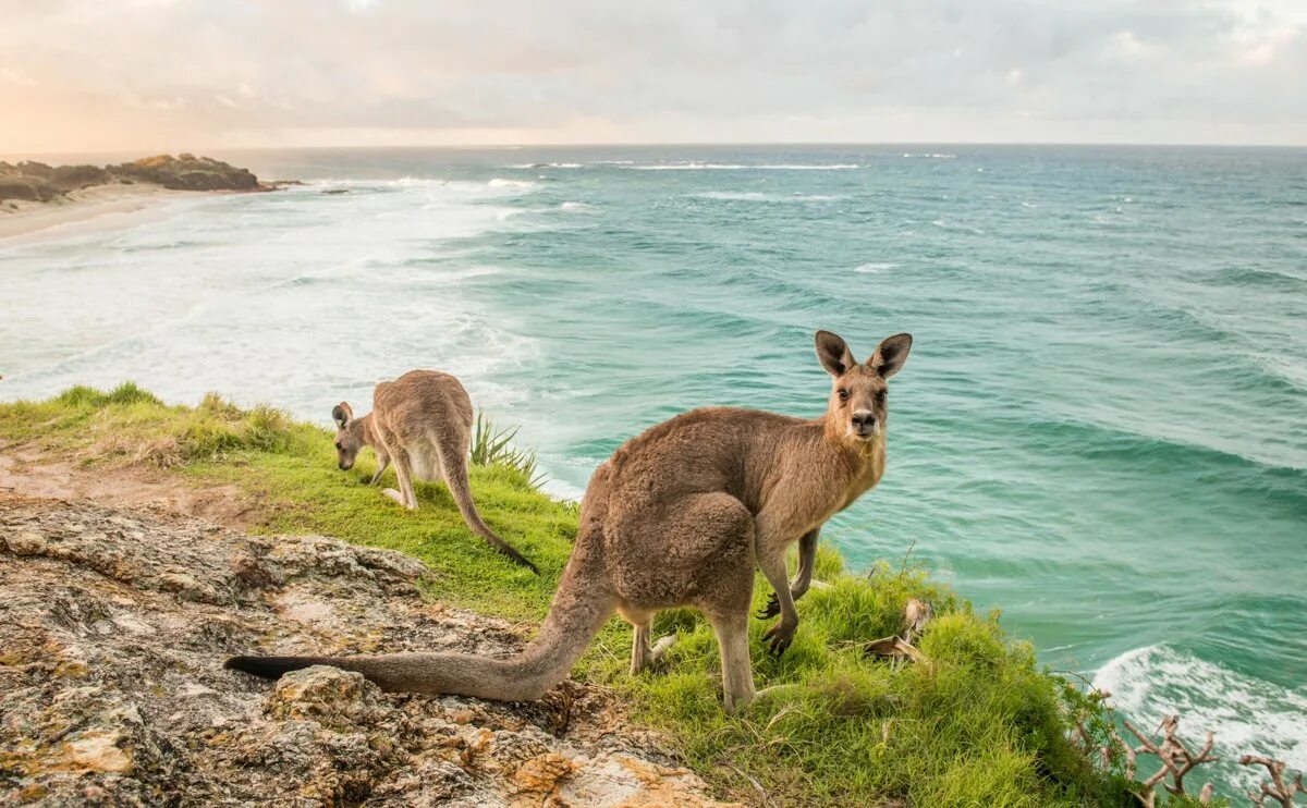 На каком материке находится кенгуру. Остров кенгуру (залив сент-Винсент). Остров кенгуру в Австралии. Остров кенгуру Южная Австралия.