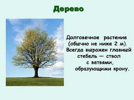Какое дерево самое низкое