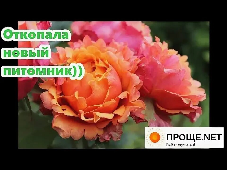 Розы овчарова интернет-магазин саженцев роз. Розы сергея овчарова. Сады урала артёмовский питомник. Миролеева сады урала. Питомник сергея овчарова саженцы роз.