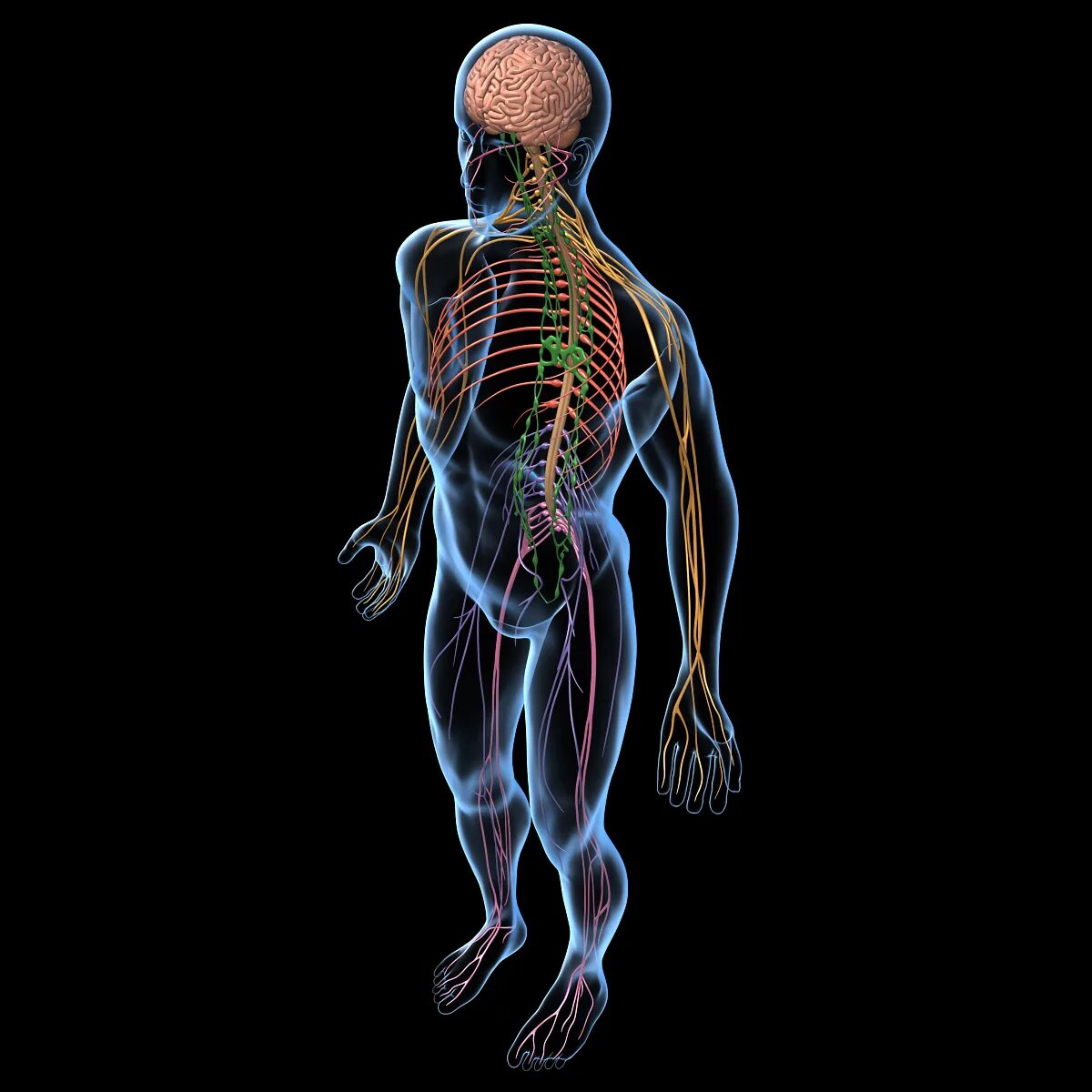 Brain nerve. Нервная система. Нервная система человека. Модель нервной системы человека. Человеческие нервы.