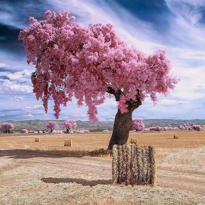 Цветущее дерево. Розовое дерево. Цветущее дерево в пустыне. Цветущее розовое дерево. Amazing picture