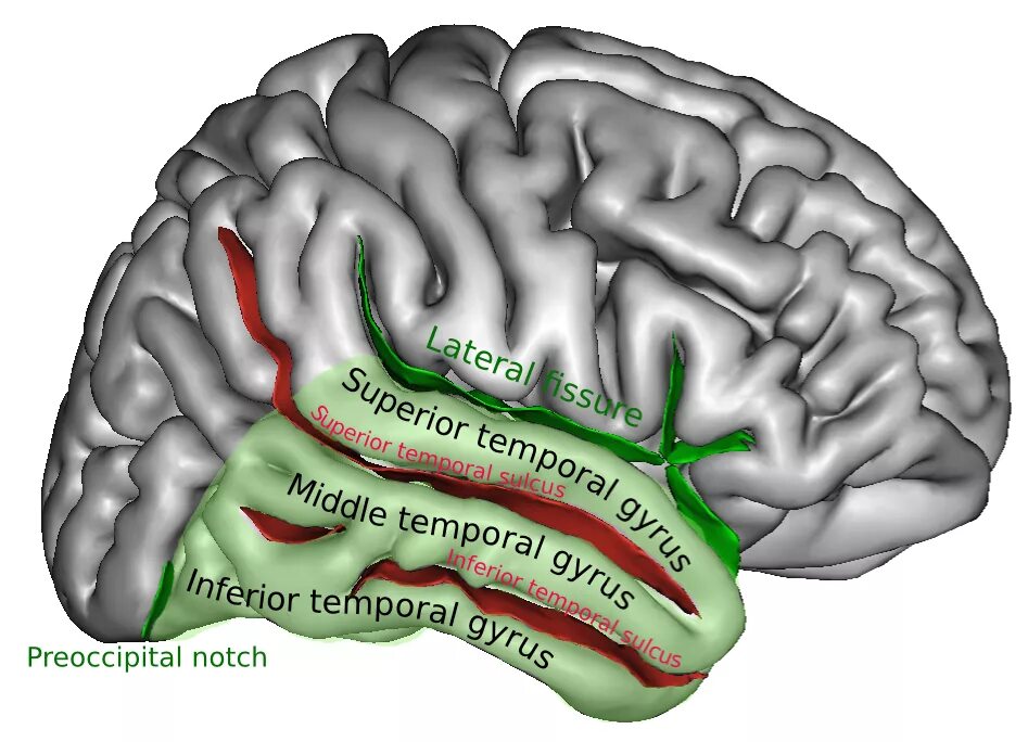 Извилины мозга центры. Gyrus temporalis Medius. Lobus temporalis анатомия. 52.Gyrus temporalis Superior Верхние височные извилины. Скпрамаргинальная извилина.