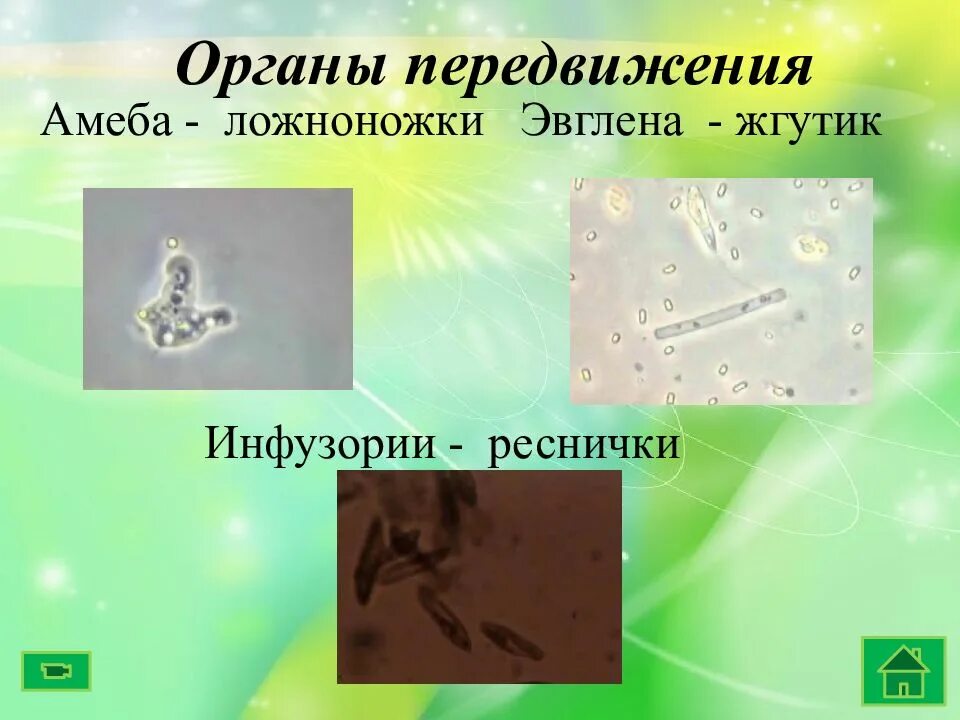 Какое значение одноклеточных. Одноклеточные животные 5 класс биология. одноклеточные 5 класс. роль одноклеточных организмов в природе. значение одноклеточных животных в природе.