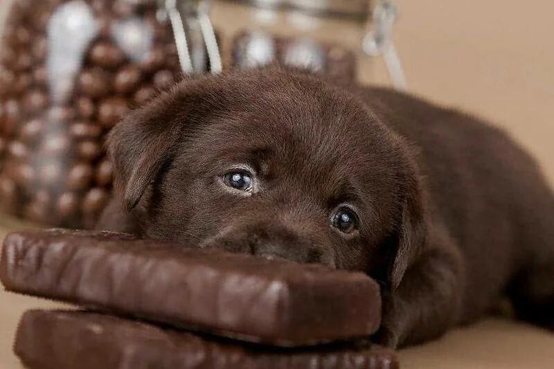 Почему собаке сладкое. Лабрадор ретривер шоколадный. Шоколадный лабрадор щенок. Лабрадор щеночек шоколадный. Собака шоколадный лабрадор.