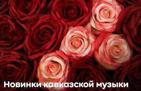 Red rose 4