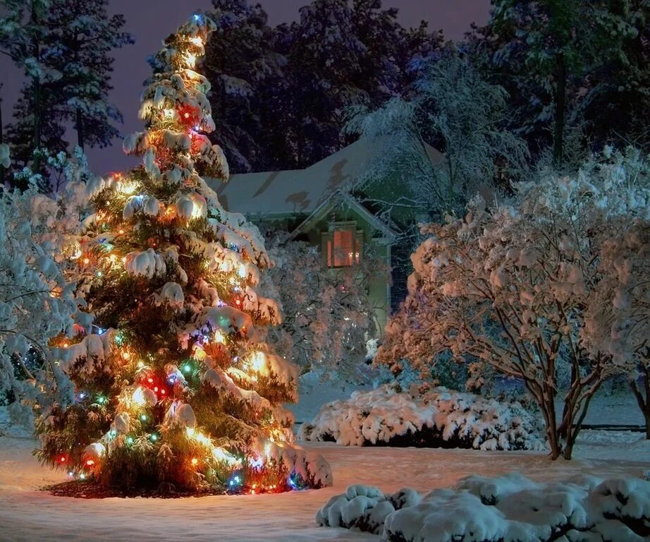 Красивая Новогодняя елка. Новогодняя зима. Нарядная елка в лесу. С новым годом елка.