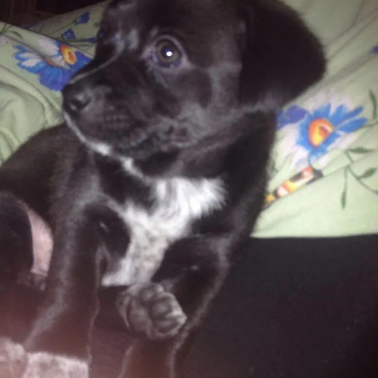 кремовый дельют шарпей барнаул. авито барнаул доска бесплатных объявлений в барнауле животные. собаки в добрые руки в барнауле. даром в добрые руки собака в чечне. большие щенки из барнаула.