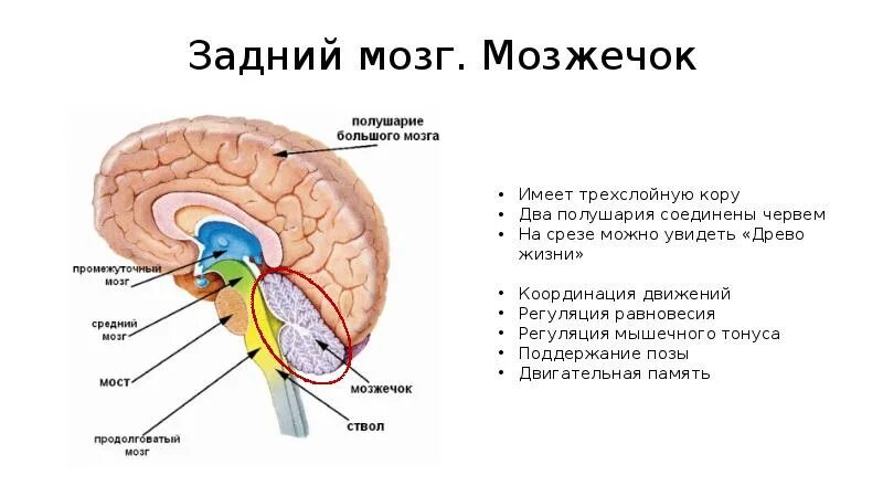 Варолиев мост в мозге. Виралиевый мост продолговатый мозг. Отделы мозга варолиев мост. Задний мозг мост и мозжечок строение.