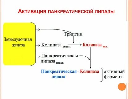Панкреатическая липаза