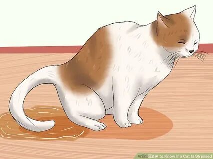 Почему не приходят cats