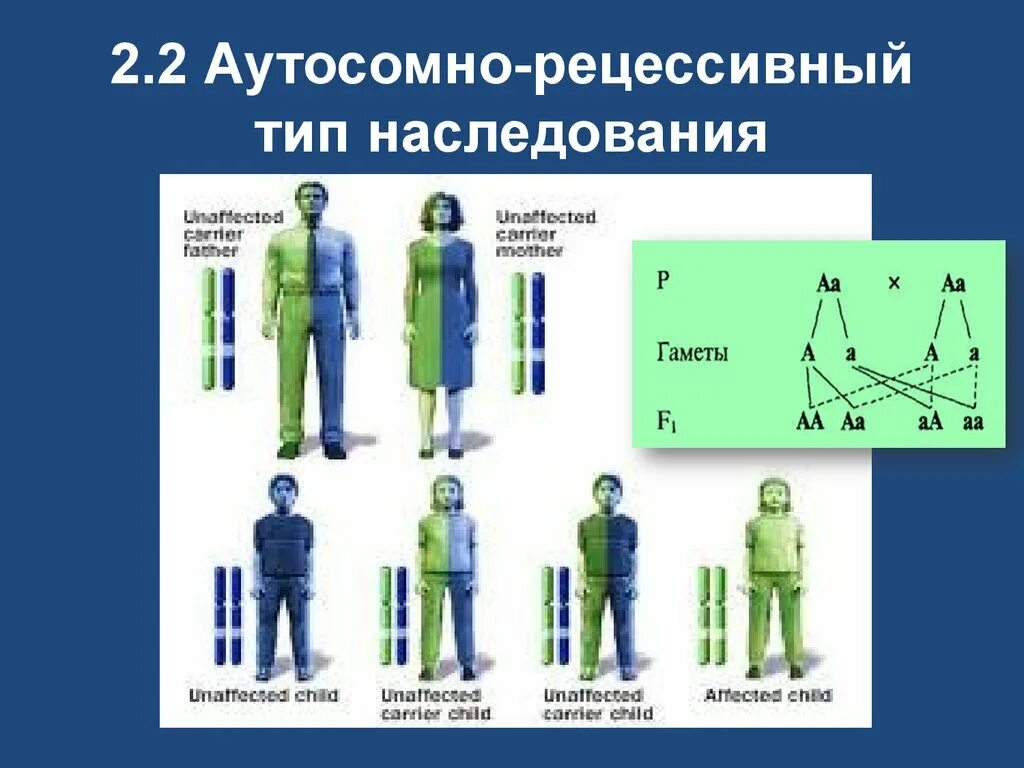 Аутосомно-рецессивный Тип наследования. Характеристика аутосомно-рецессивного типа наследования. Аутосомно-рецессивный (ar) Тип наследования. Аутосомно-рецессивный Тип наследования схема. Рецессивные наследственные болезни