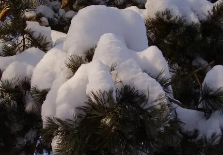 Only nature