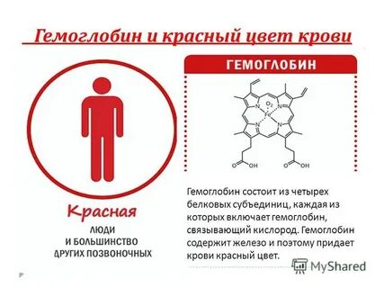 При каких болезнях низкий гемоглобин