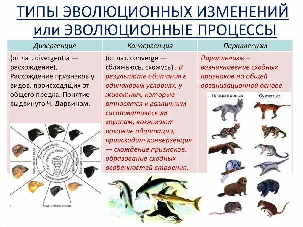 Крупные изменения в эволюции. Типы эволюции. Типы Эволюция изменений. Эволюционный Тип. Основные типы эволюционных изменений.