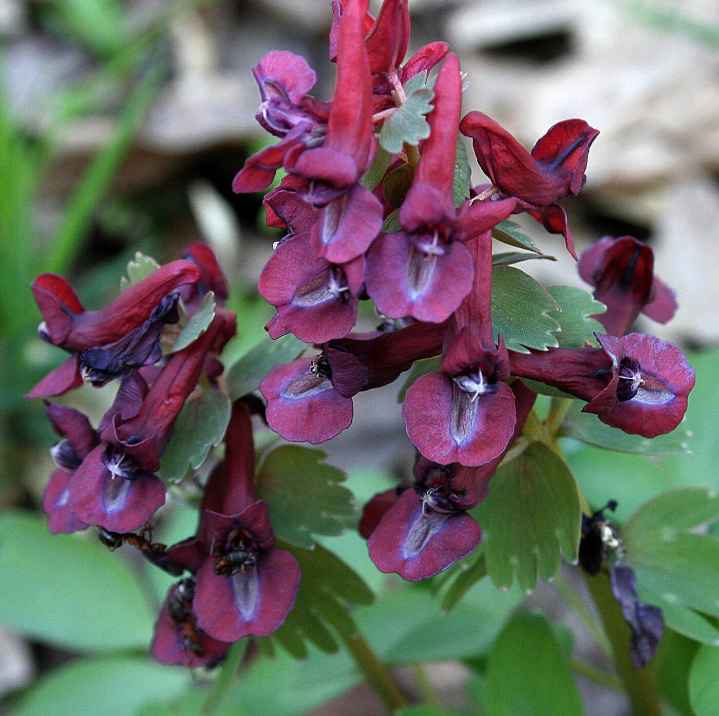 Хохлатка пионолистная. Хохлатка благородная Corydalis Nobilis. Хохлатка (Corydalis). Хохлатка малкская.