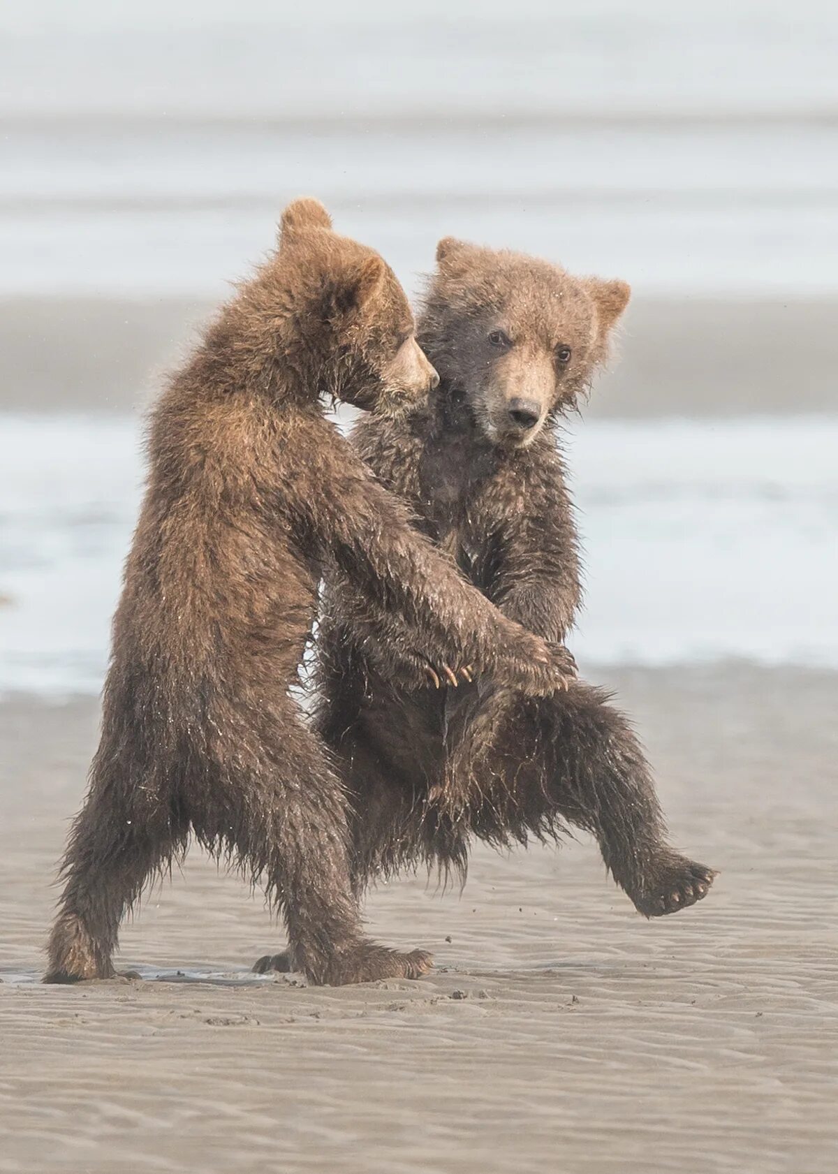 Премия comedy Wildlife Photography. Забавные животные. Медведь танцует. Танцующие животные.