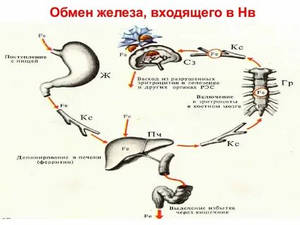 Обмен железа