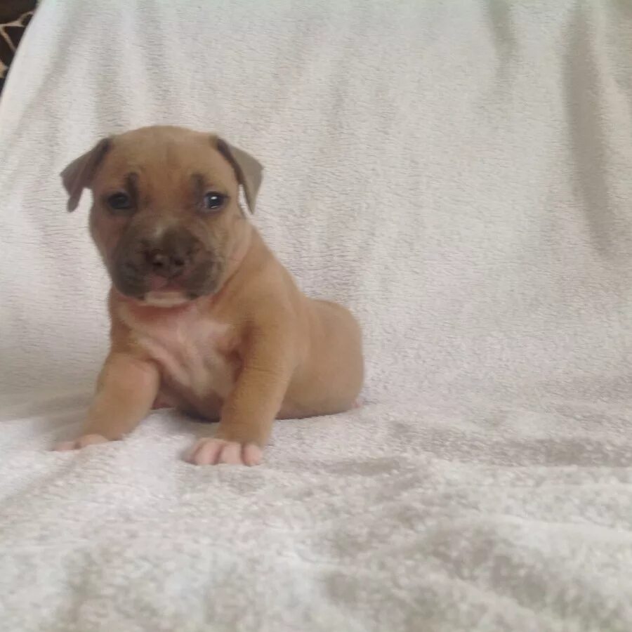 Американский стаффордширский терьер щенок. Американский стаффордширский терьер щенок 3 месяца. Американский стаффордширский терьер щенок 1 месяц. Американский стаффордширский терьер 1 месяц. Щенки стаффордширского терьера 3 месяца.