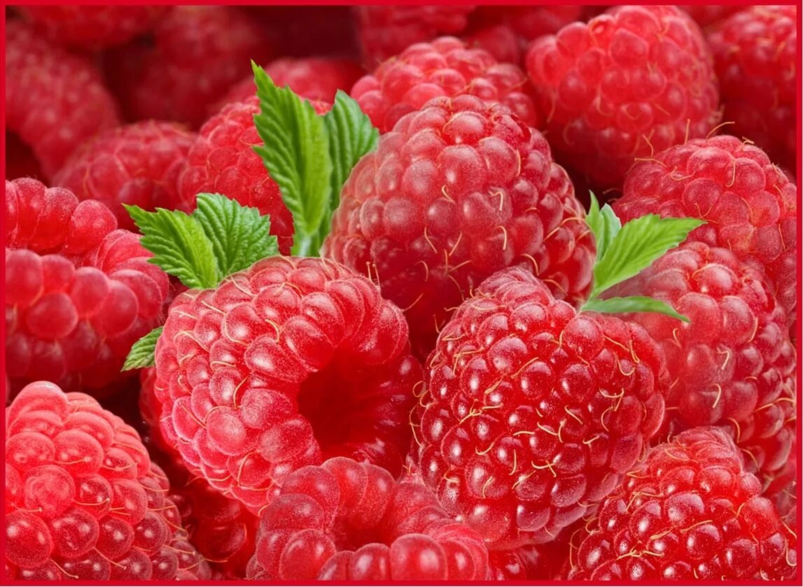 Малина описание растения 2 класс. Лесные ягоды малина. Сообщение о землянике. Стих про малину для детей. Стих про малинку.