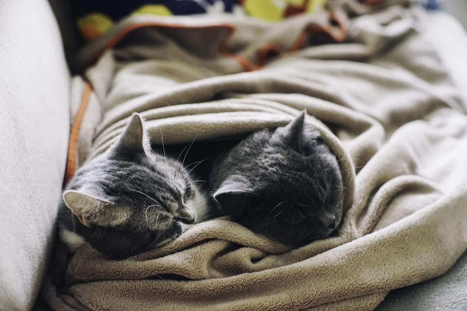 Кот под 2. Кот под одеялом. котик спит. котенок в одеяле. котенок спит под одеялом.