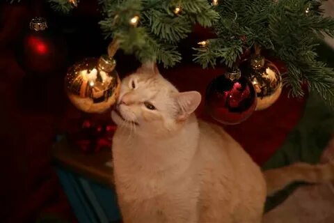 Вот этот новый год