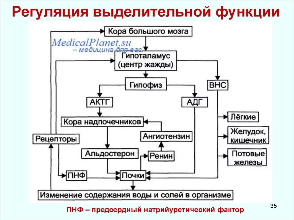 Регуляции водно солевого обмена в организме человека. Схема регуляции водно-солевого обмена. Регуляция водно-солевого обмена биохимия. Водно-солевой обмен схема. Гормоны регулирующие водно-солевой обмен биохимия.