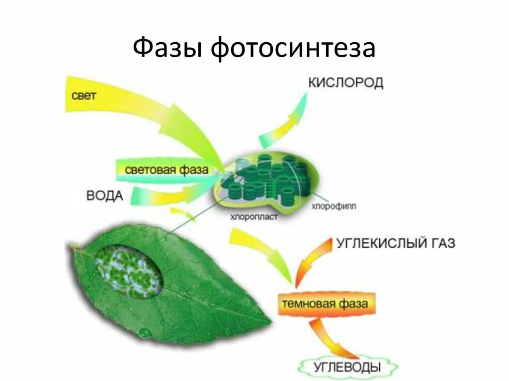 Углеводы кислород углекислый газ кислород вода. Схема процесса фотосинтеза. Схема фотосинтеза у растений. Схема фотосинтеза биология. Фотосинтез листа.