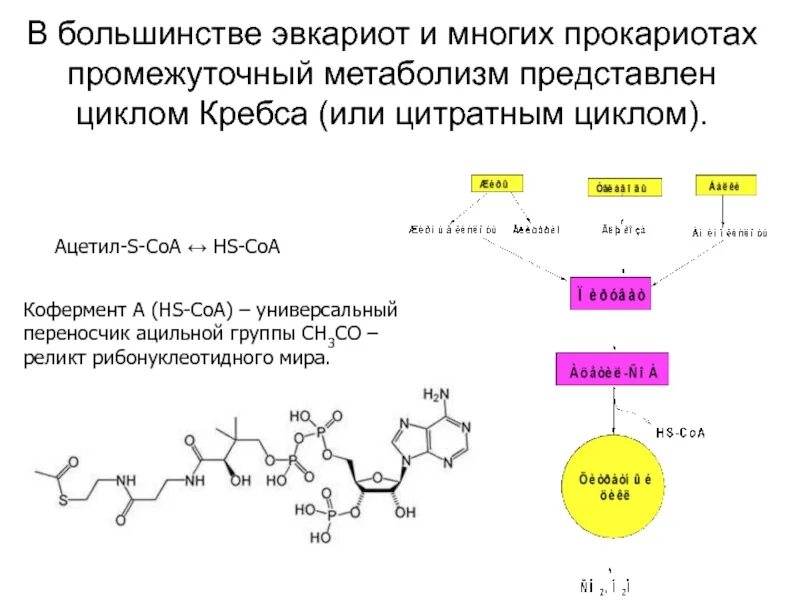 Ацетил кофермента а в клеточном дыхании