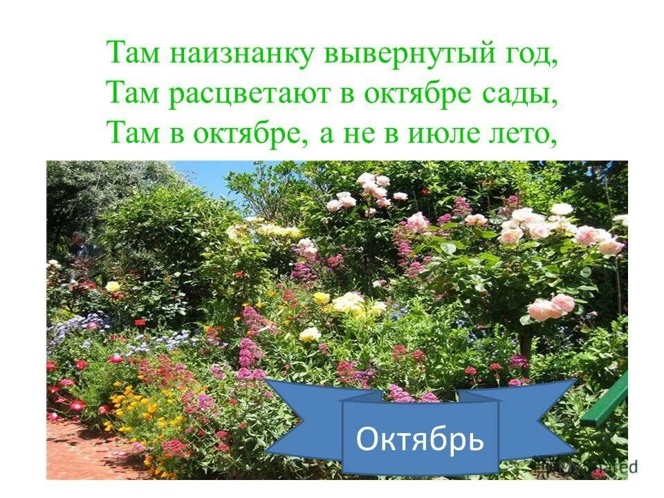 Там наизнанку вывернутый год объясните почему. Там расцветают в октябре сады. сады расцветают в октябре. там расцветают в октябре сады объясните почему.