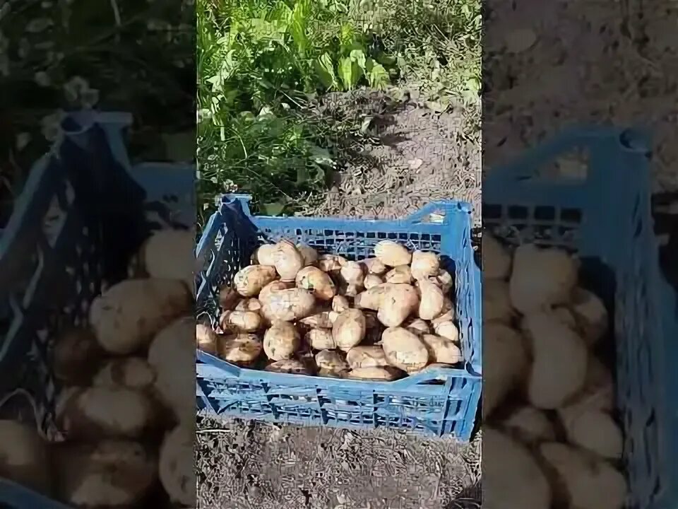 Как хранить выкопанную картошку. Как хранить выкопанную картошку