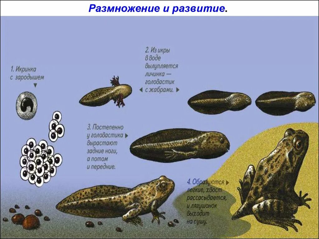 С чем связано развитие земноводных. Класс земноводные развитие земноводных. Схема размножения и развития земноводных. Размножение и развитие земноводных. Размножение земноводных кратко.