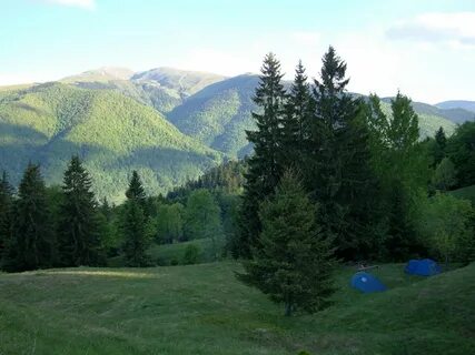 Деревья карпат