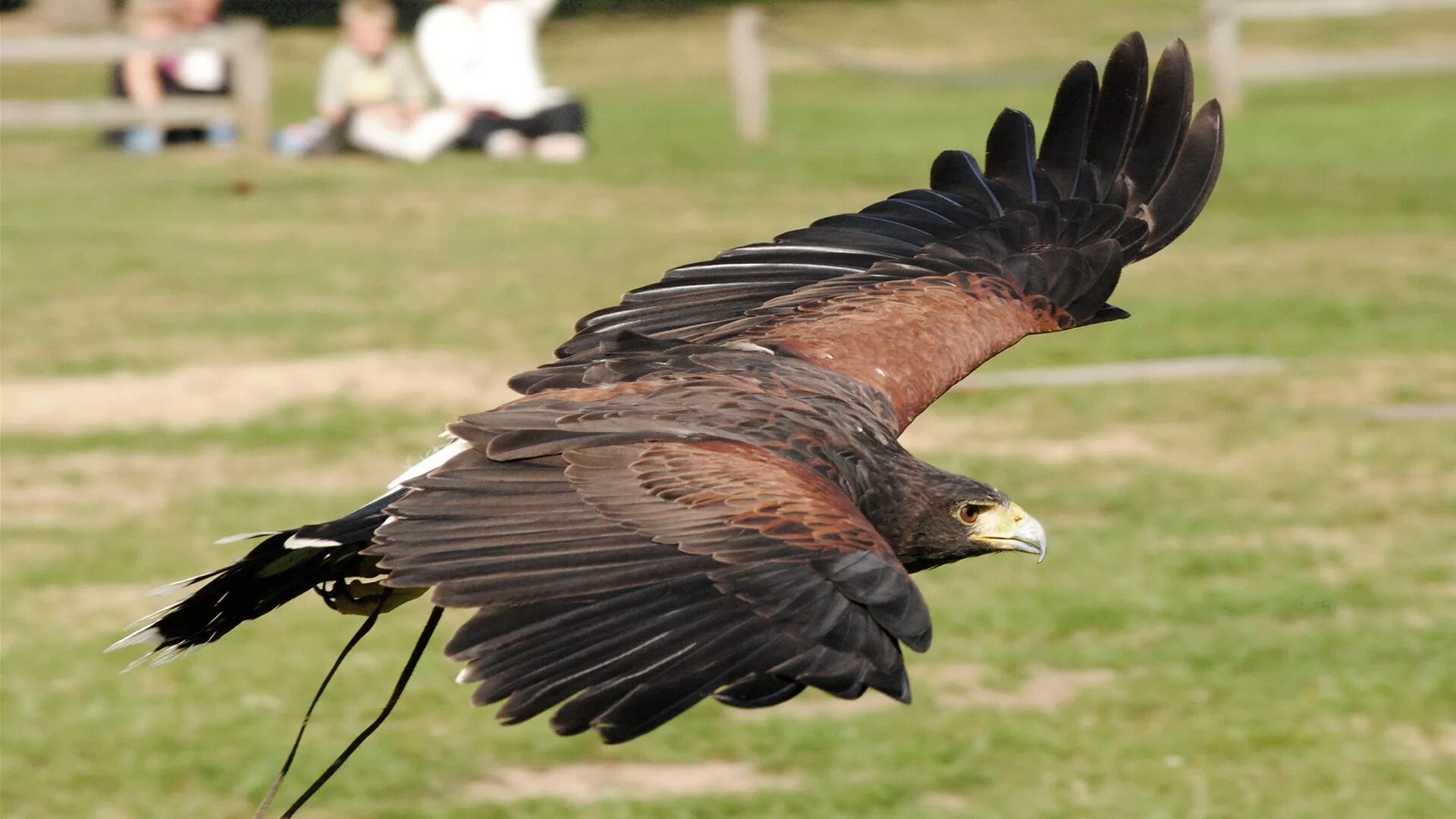 Falconry. Орёл птица картинки. Hawk Wings. Falcon Hawk Eagle Wing Shape.