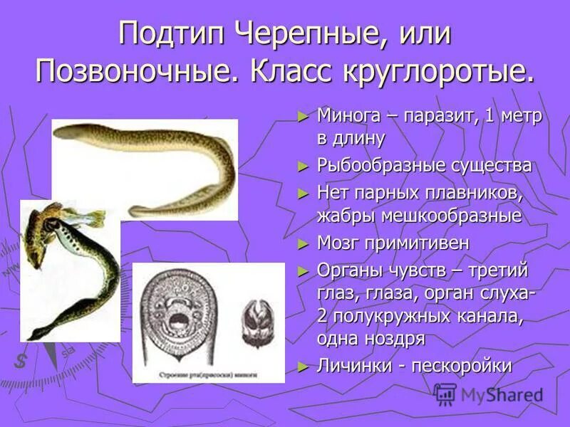 Тип подтип. Тип подтип