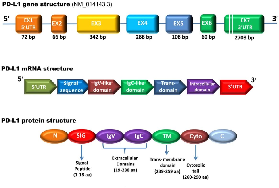 PD-l1. Gene structure. Подик Gene. UTR последовательность. Ген 1 телефон