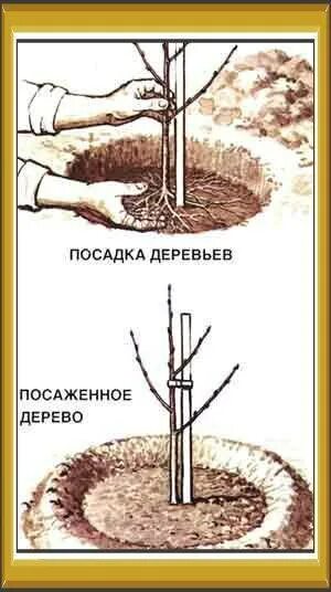 Сажаем сливу. Как сажать сливу весной пошаговая. Слива как сажать.